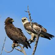 Wahlberg's Eagle