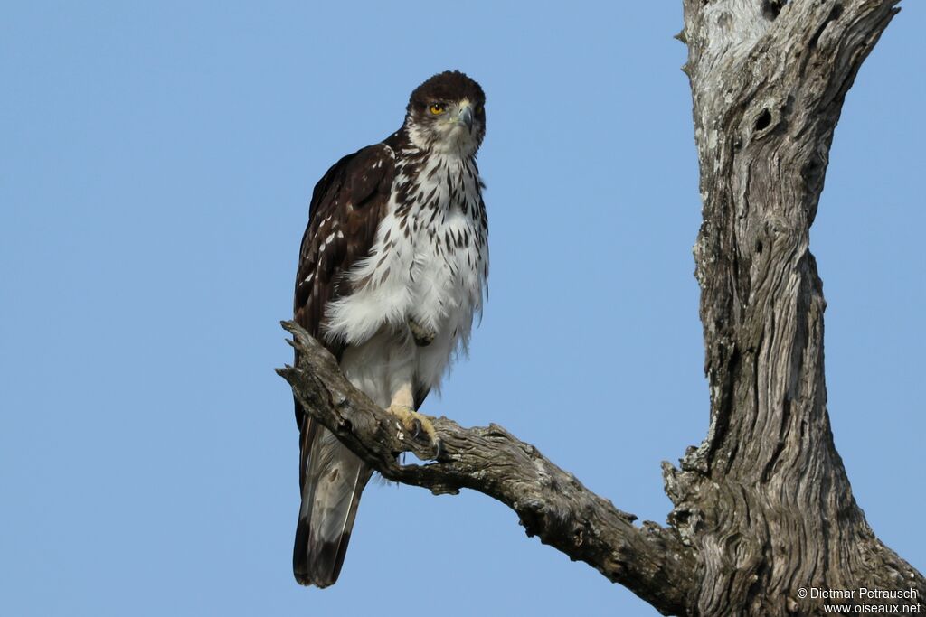 Aigle fasciéadulte