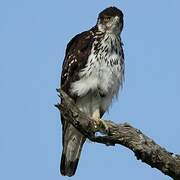 African Hawk-Eagle