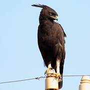 Long-crested Eagle