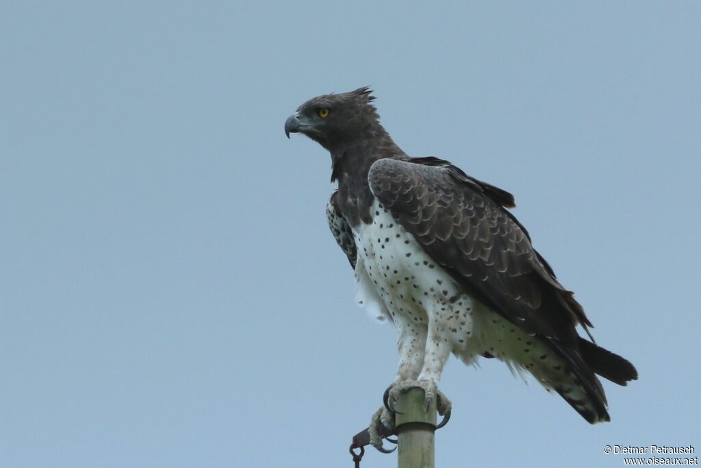 Aigle martialadulte