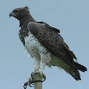 Martial Eagle