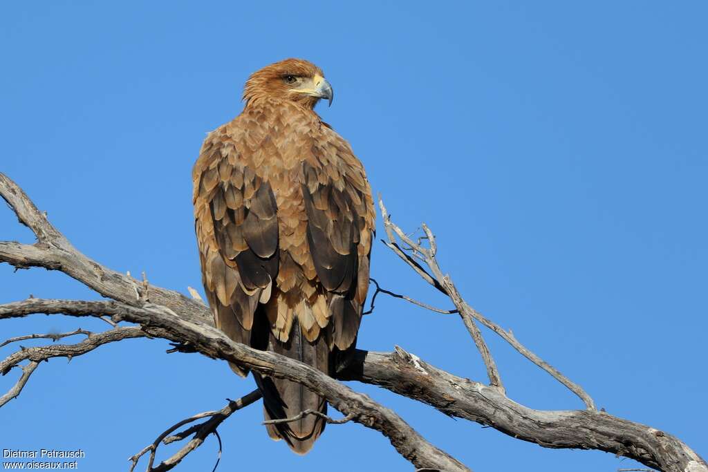 Aigle ravisseuradulte