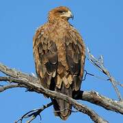 Tawny Eagle