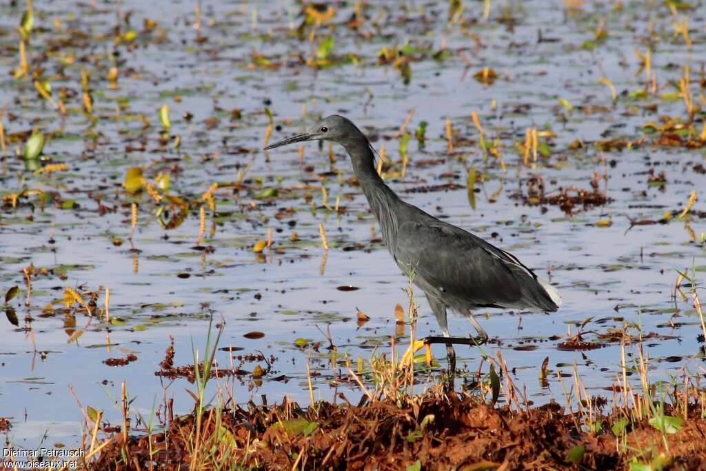 Aigrette ardoiséeadulte