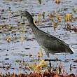 Aigrette ardoisée