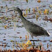 Aigrette ardoisée