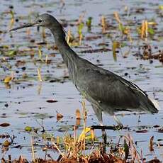 Aigrette ardoisée