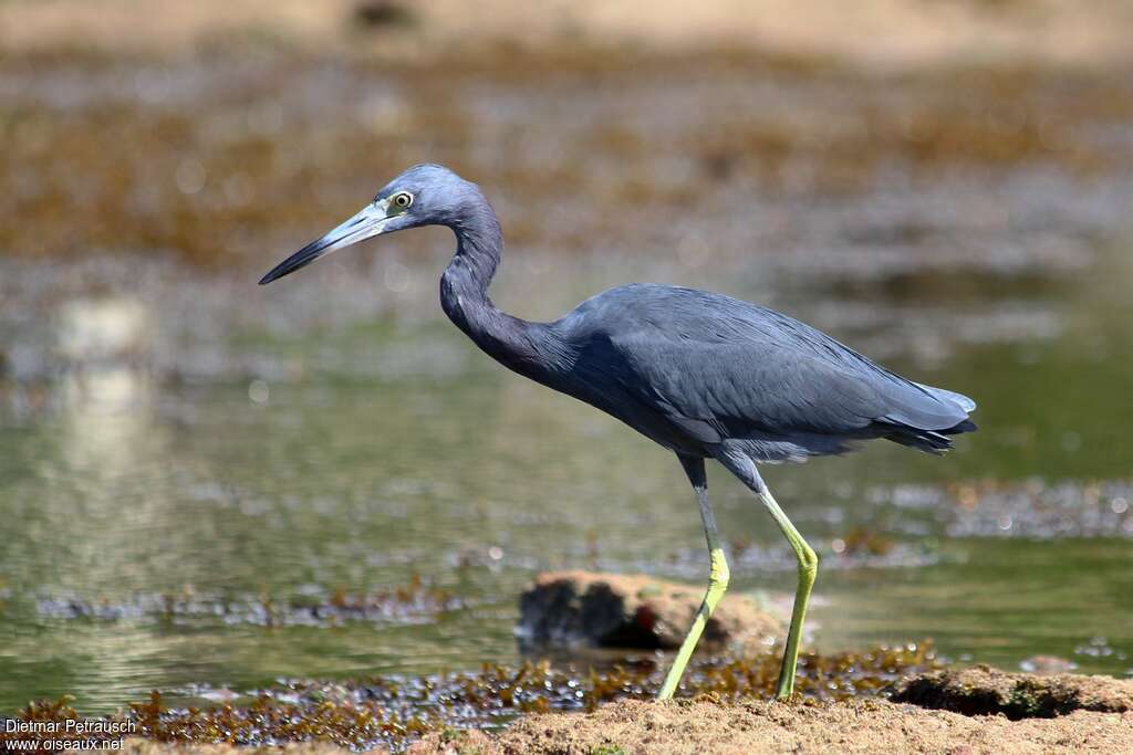 Little Blue Heronadult transition, identification