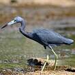 Aigrette bleue