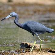 Little Blue Heron