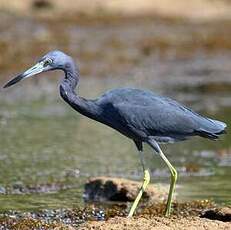 Aigrette bleue