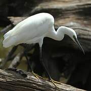 Little Egret