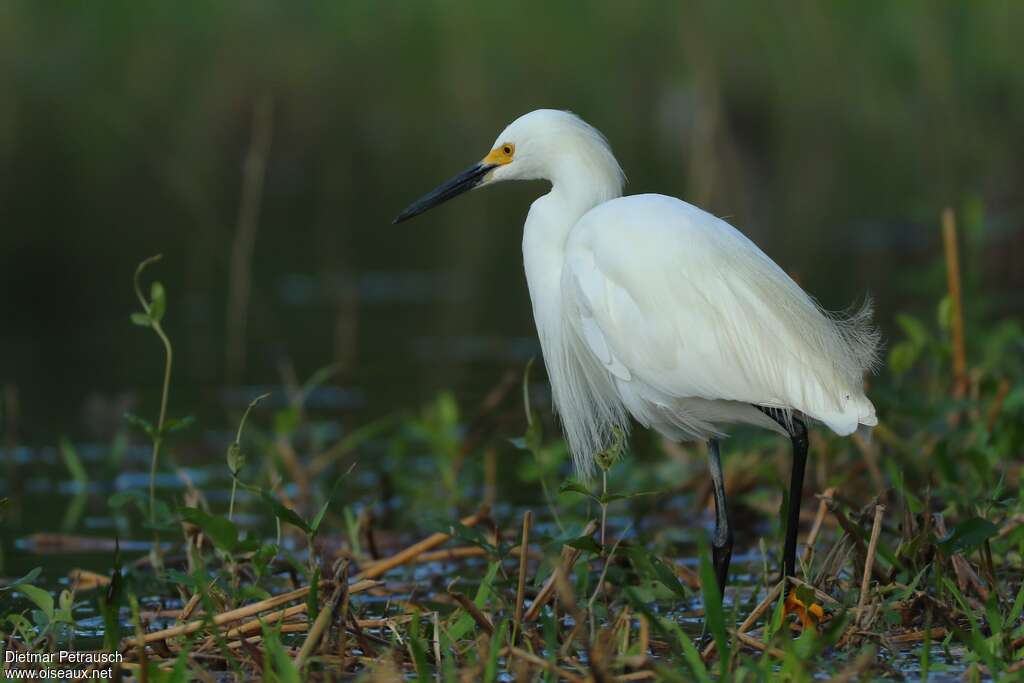 Aigrette neigeuseadulte