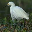 Aigrette neigeuse