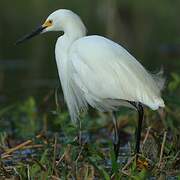 Snowy Egret