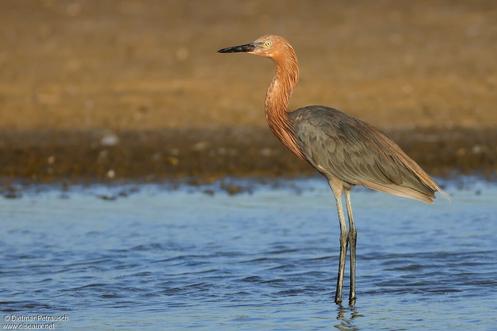 Aigrette roussâtreadulte