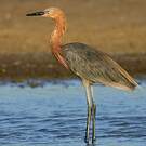 Aigrette roussâtre