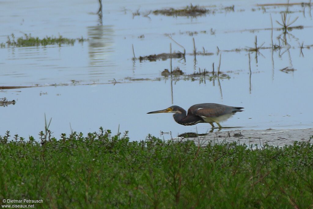 Aigrette tricoloreadulte, pêche/chasse