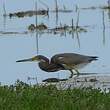 Aigrette tricolore