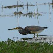 Tricolored Heron