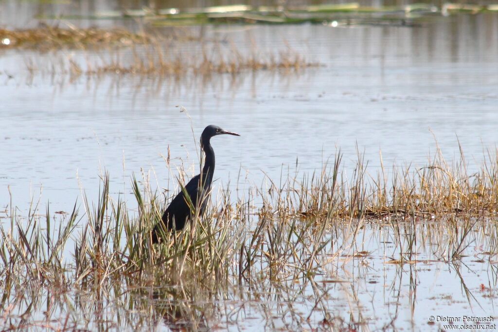 Aigrette vineuseadulte