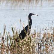 Slaty Egret