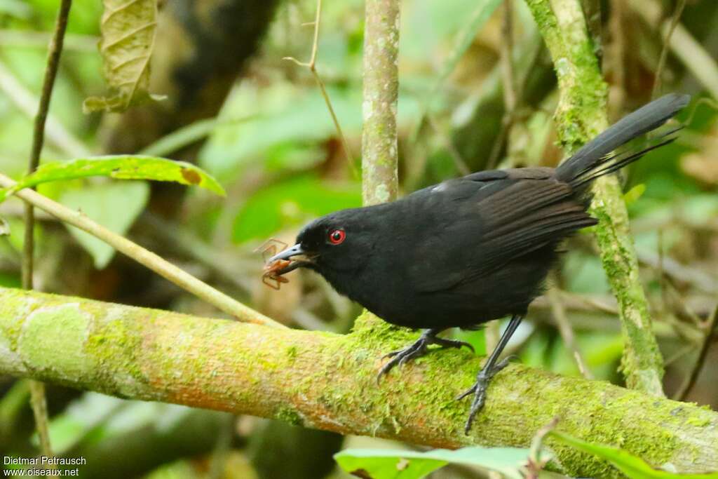 Western Fire-eye male adult