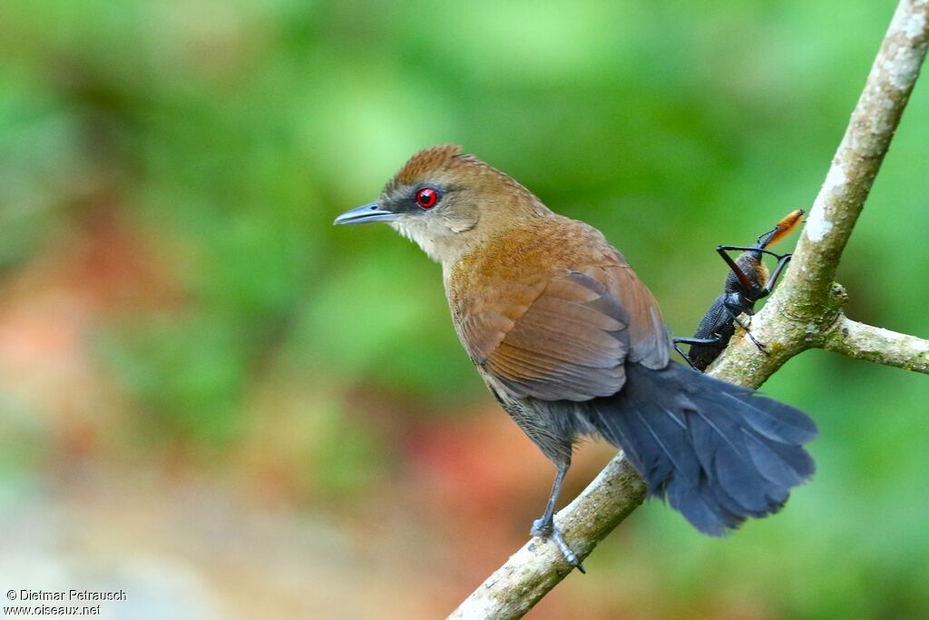 White-shouldered Fire-eye female adult