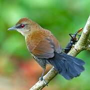 White-shouldered Fire-eye