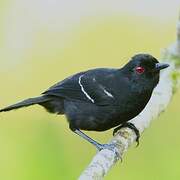 White-shouldered Fire-eye