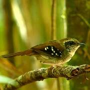 Squamate Antbird