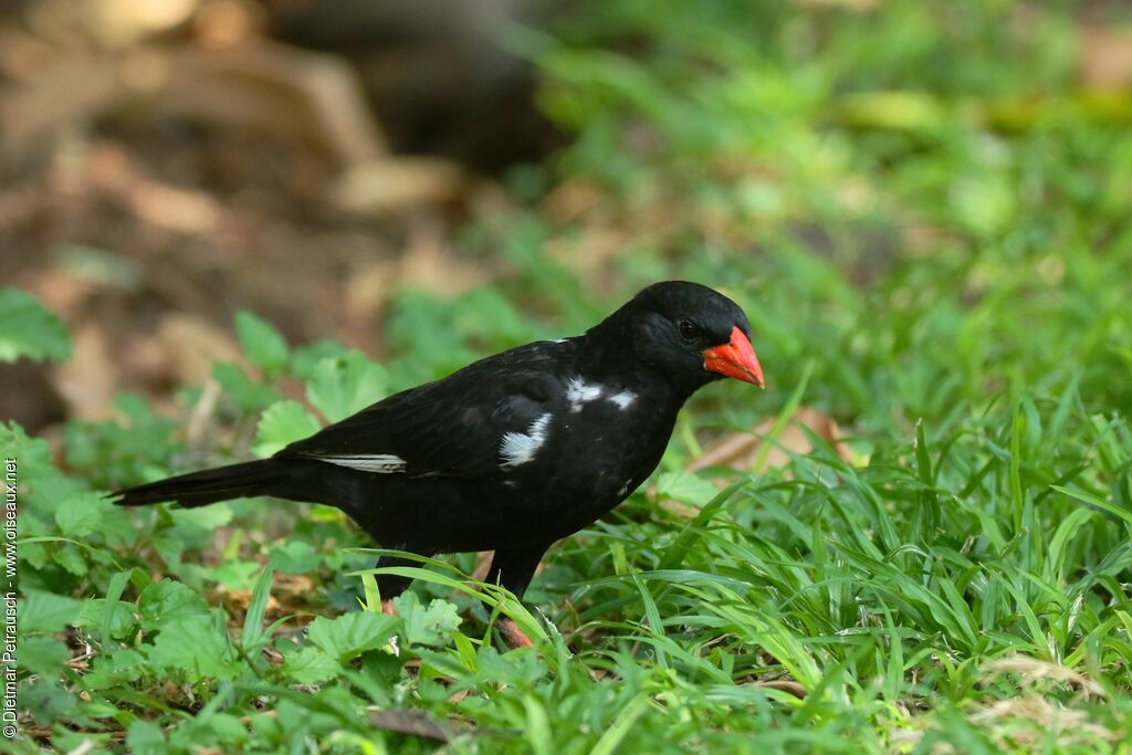 Red-billed Buffalo Weaveradult