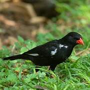 Red-billed Buffalo Weaver