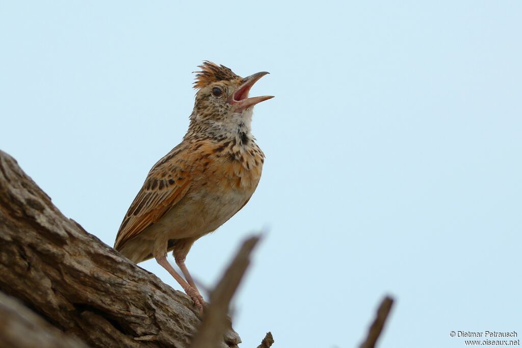 Rufous-naped Larkadult