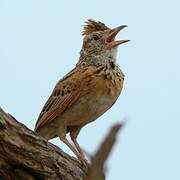 Rufous-naped Lark