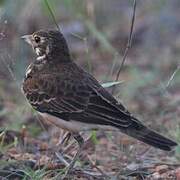 Dusky Lark