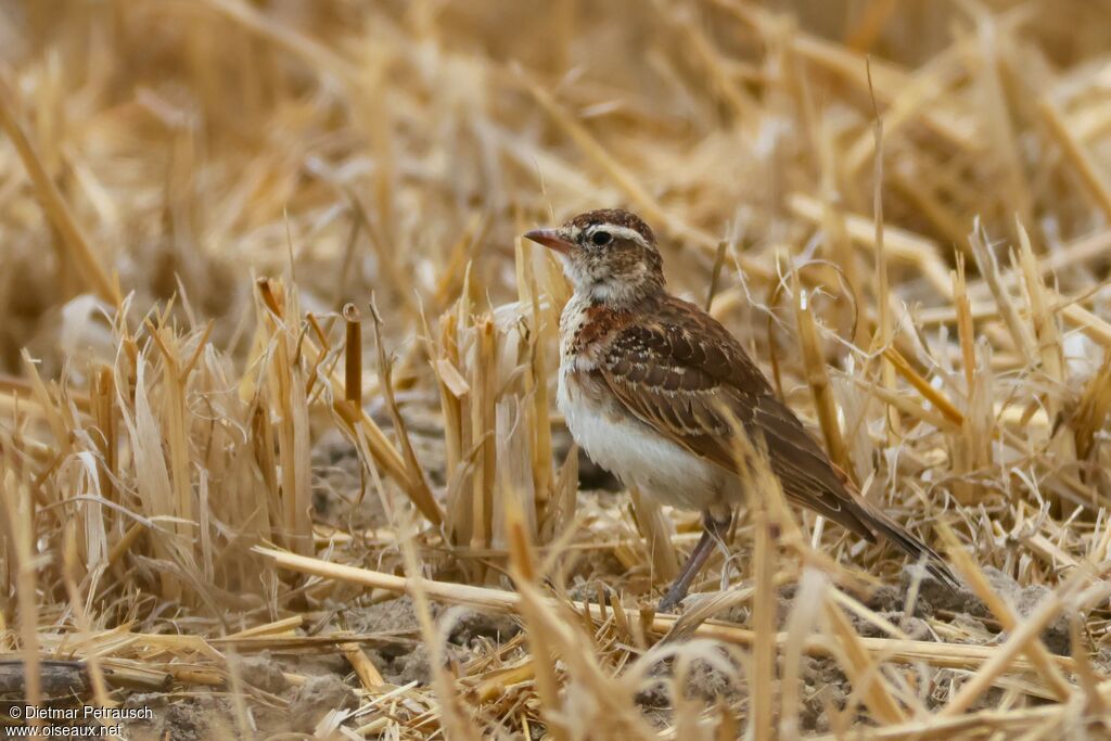 Red-capped Lark