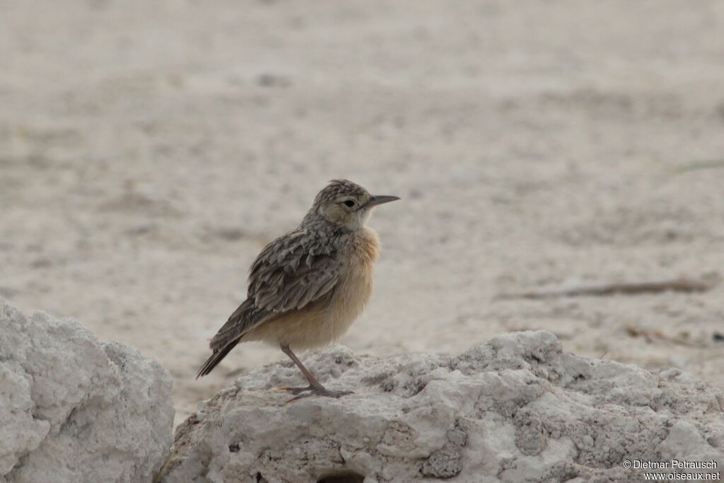 Spike-heeled Larkadult