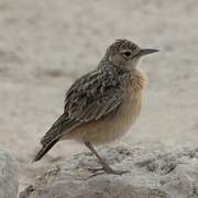 Spike-heeled Lark