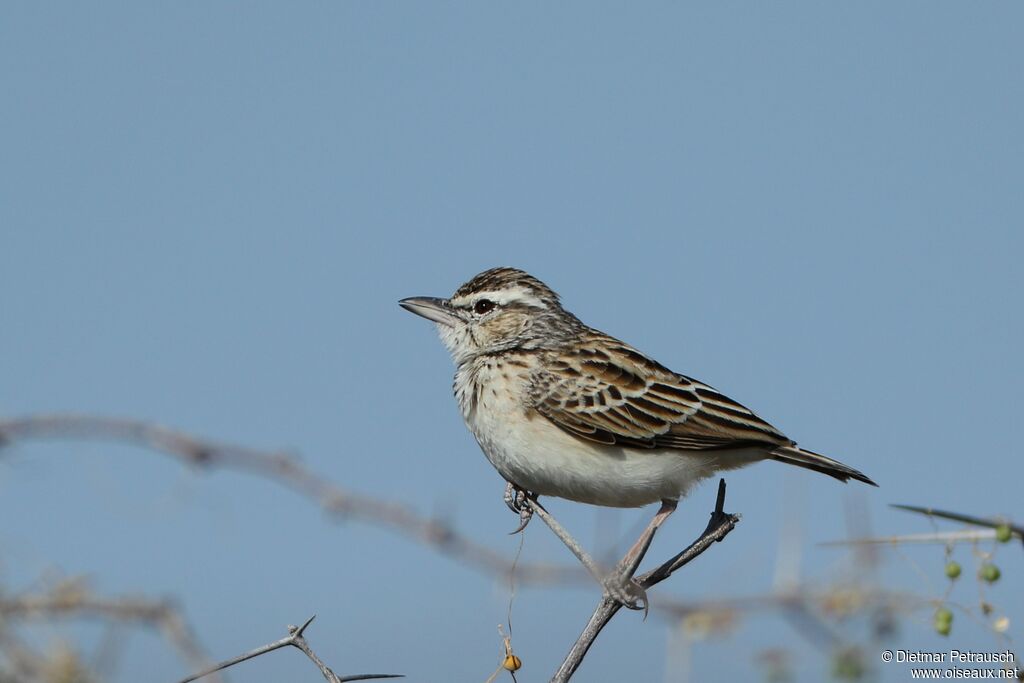 Sabota Larkadult