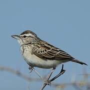 Sabota Lark