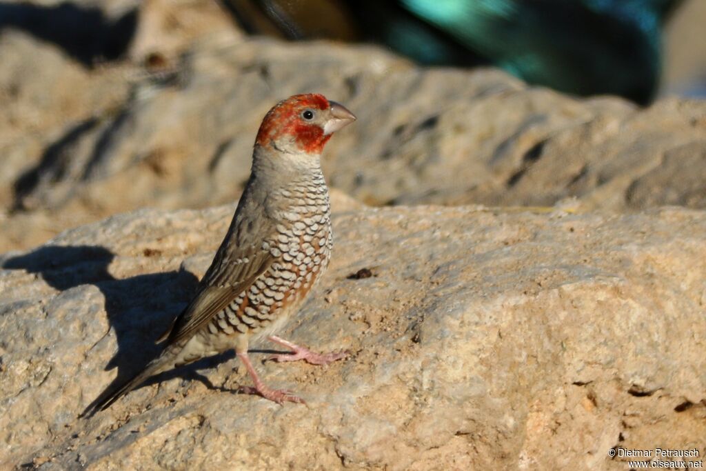 Red-headed Finch male adult