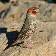 Red-headed Finch