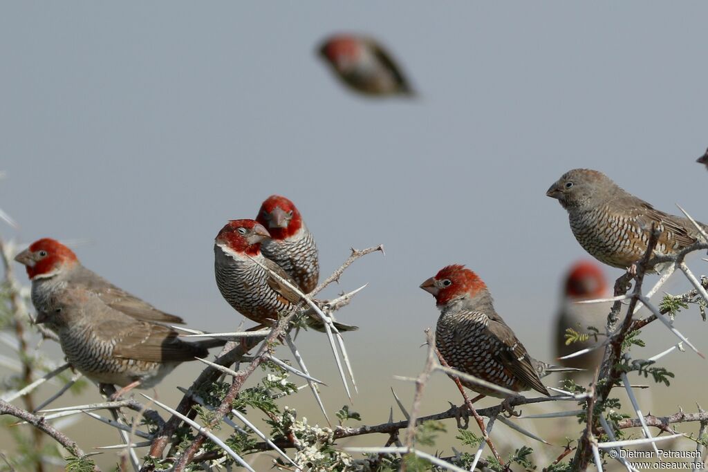 Amadine à tête rougeadulte