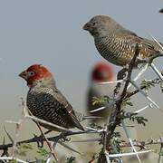 Red-headed Finch