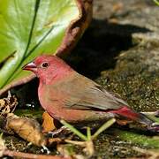 Red-billed Firefinch