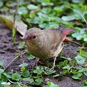 Red-billed Firefinch