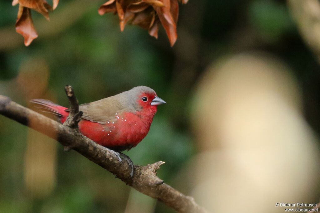 African Firefinchadult, identification