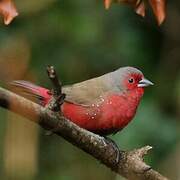 African Firefinch